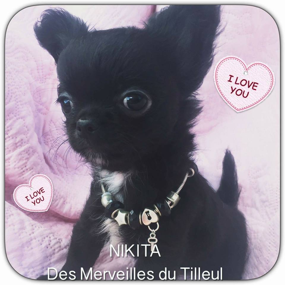 Nikita Des Merveilles Du Tilleul